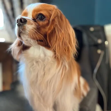 酒店 Chateau Edward 1er