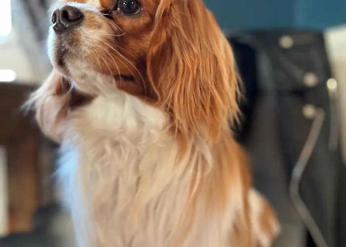 Hotel Chateau Edward 1er